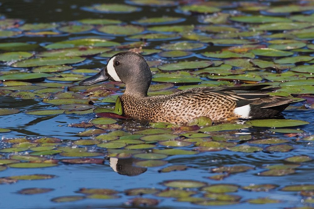 Blue-winged Teal Drake